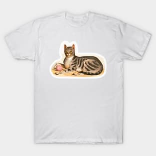 Tabby looking like a wild cat T-Shirt